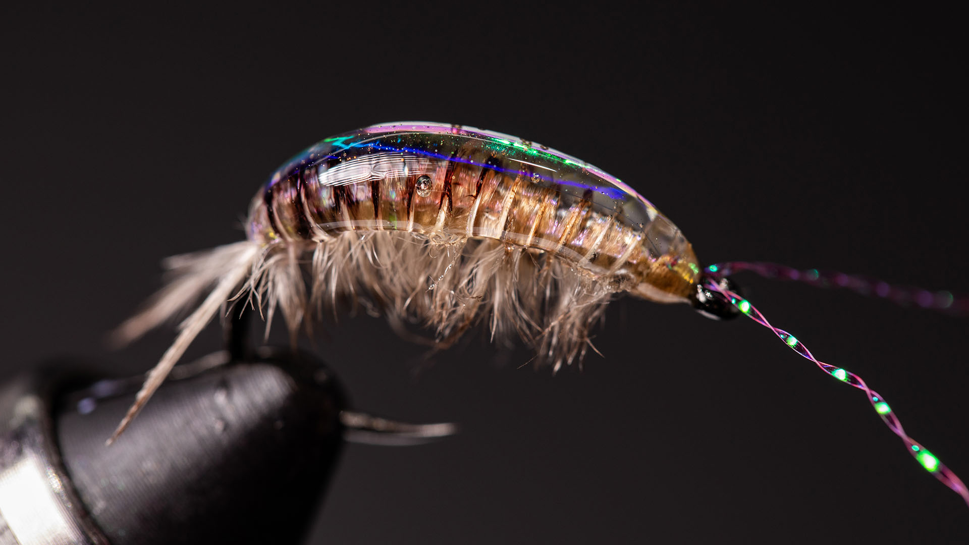 Glamorous Gammarus - SHE TIES FLIES